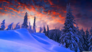 冬日夕陽下白雪覆蓋的松樹 — 冬季風景 壁紙
