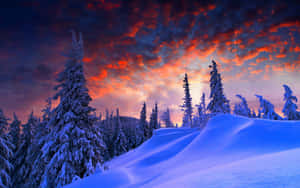 在鮮豔日落天空下的白雪覆蓋松樹 — 冬季風景 壁紙