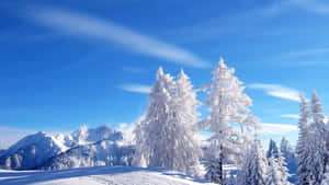雪松和雪山在清澈的藍天下 — 冬季風景 壁紙
