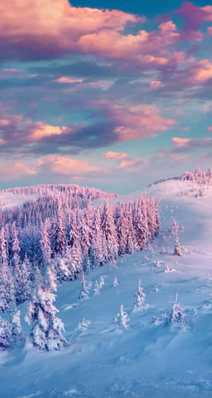 在粉紅和藍色日落天空下的白雪覆蓋松樹 — 冬季風景 壁紙