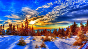 夕陽下的雪松，天空呈現鮮豔的藍色和橙色 — 冬季風景 壁紙
