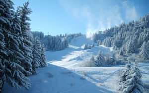晴朗藍天下，有松樹和纜車的雪山滑雪坡道。 — 冬季風景 壁紙