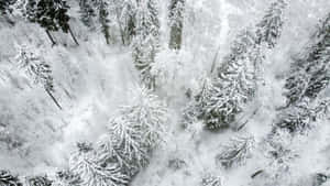 從上方俯瞰寧靜的冬季森林中積雪的松樹。 — 冬季風景 壁紙
