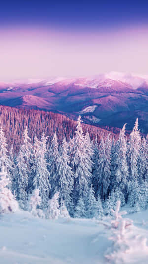 暮色中的雪松林，紫色和藍色的天空 — 冬季風景 壁紙