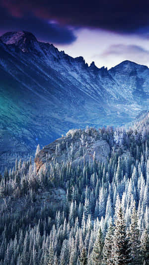 暮色中山坡上白雪覆蓋的松林 — 冬季風景 壁紙