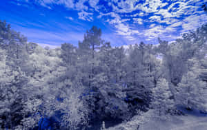 白雪覆蓋的樹木，在明亮的藍天下，白雲點綴。 — 冬季風景 壁紙