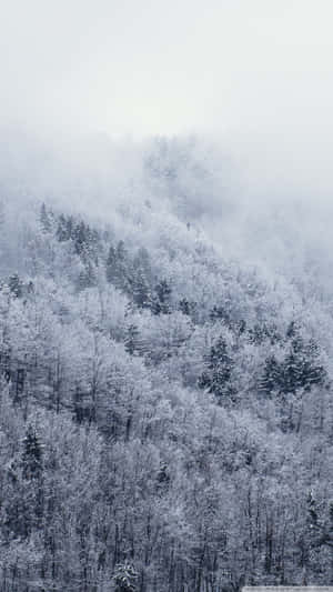冬日霧氣瀰漫的山坡上的雪林。 — 海灘 壁紙