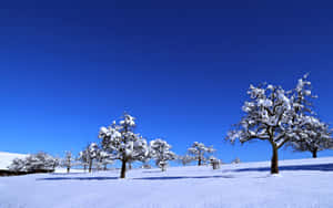 白雪覆蓋的樹木與清澈的藍色冬日天空。 — 2880x1800 壁紙
