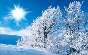 掛滿白雪的樹木在晴朗的冬日裡，在燦爛的陽光下閃耀。 — 雪山 壁紙