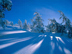 白雪覆蓋的樹木在明亮的冬日投下長長的陰影。 — 冬季風景 壁紙