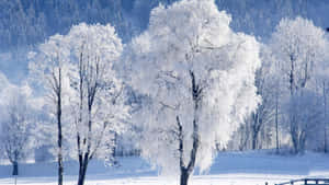 霜凍覆蓋的樹木，白雪皚皚的冬季森林與藍天。 — 奧地利 壁紙