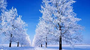 晴朗的藍天下冬季景觀中的白雪覆蓋樹木。 — 冬季風景 壁紙