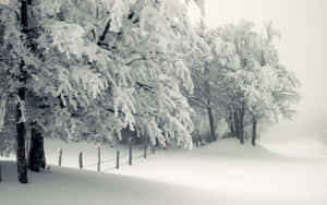 寂靜冬日森林中白雪覆蓋的樹木，帶有圍欄和霧濛濛的背景。 — 冬季風景 壁紙