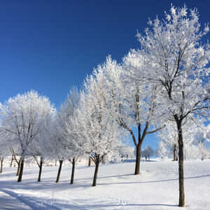 晴朗藍天下，雪地中的霜凍樹木。 — 寒冷 壁紙