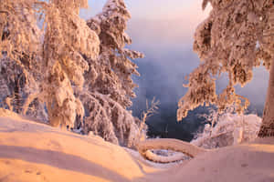 白雪覆蓋的樹木俯瞰著日出時霧氣瀰漫的湖泊。 — 冬季風景 壁紙