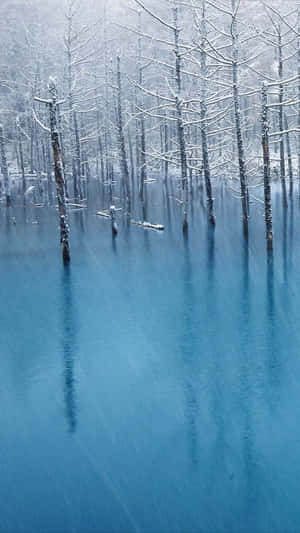 冬日平靜的藍色水中倒映著白雪覆蓋的樹木。 — 冬季風景 壁紙