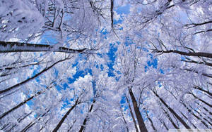 白雪覆蓋的樹木在冬天伸向明亮的藍天。 — 冬季風景 壁紙