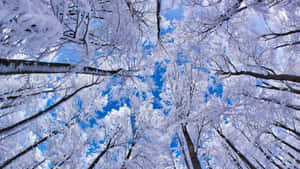 白雪覆蓋的樹枝伸向清澈的藍天。 — 酷寒冬季 壁紙