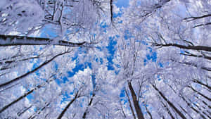 冬天，白雪覆蓋的樹木伸向清澈的藍天。 — 冬季風景 壁紙