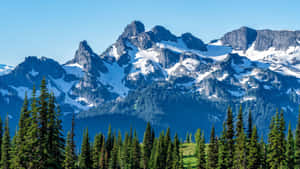 白雪覆蓋的山峰在晴朗的藍天下聳立在常綠樹林之上。 — 山脈 壁紙