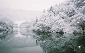 白雪覆蓋的森林樹木倒映在寧靜的冬日湖面上。 — 冬季風景 壁紙