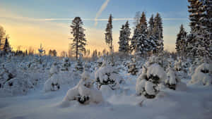 冬日森林中，夕陽下白雪覆蓋的常青樹。 — 酷寒冬季 壁紙