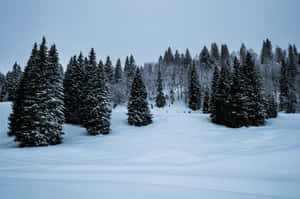 寂靜冬日森林中積雪的松樹。 — 雪景 GIF 壁紙