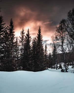 暮色中的雪地森林，天空發光，樹木陰暗 — 冬季風景 壁紙