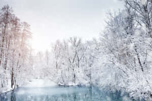 白雪覆蓋的樹木框住了結冰的河流，在蒼白的冬日天空下。 — 冬季美學 壁紙