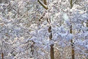 晴朗日子裡冬日森林中積雪的樹枝。 — 酷寒冬季 壁紙