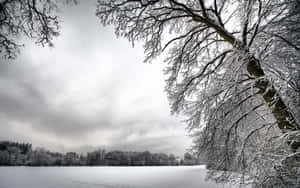 掛滿霜雪的樹木環繞著一片雪地，在灰暗的冬日天空下。 — 美麗的秋天 壁紙