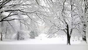 灰色天空下寂靜冬日公園中白雪覆蓋的樹木