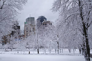 城市公園中白雪覆蓋的樹木，背景是高樓大廈。 — 冬季風景 壁紙
