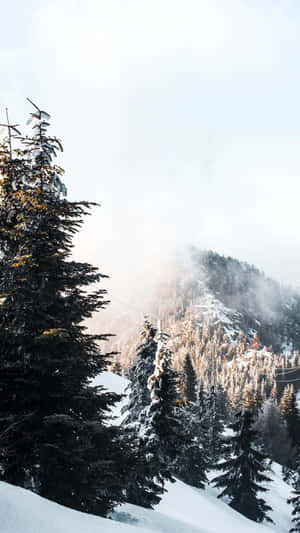 山坡上白雪覆蓋的松樹，伴隨著霧氣和陽光。 — 冬季風景 壁紙