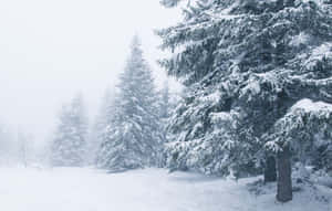 霧濛濛的冬日森林中積雪的松樹。 — 冬季風景 壁紙