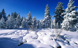 在晴朗的藍天下，明亮的冬季森林中白雪覆蓋的常綠樹。 — 冬季風景 壁紙