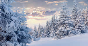 冬日森林中夕陽下積雪的松樹。 — 冬季風景 壁紙