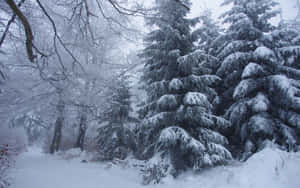 冬季森林中白雪覆蓋的常綠樹，背景迷濛。 — 冬季風景 壁紙