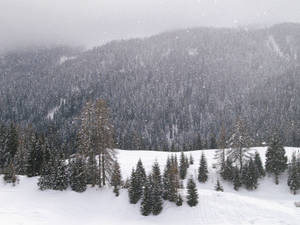 冬季暴風雪中，山坡上積雪覆蓋的松樹。 — 紅木森林 壁紙