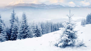 寧靜的冬季山地景觀中積雪的松樹。 — 冬季風景 壁紙