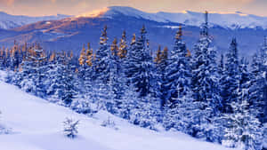 白雪覆蓋的松樹和山脈沐浴在金色的日出光中。 — 山景 壁紙