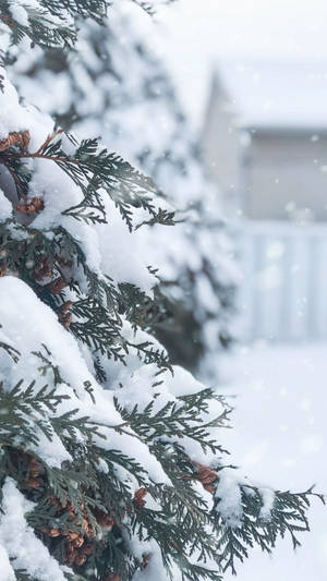 冬日白雪覆蓋的常綠樹枝和松果。 — 樹木 壁紙