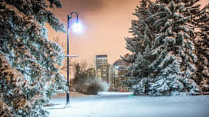 積雪的樹木勾勒出一盞發光的街燈，引向夜晚的城市天際線。 — 冬季風景 壁紙
