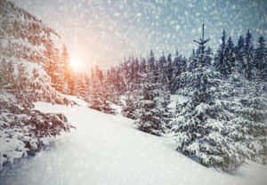 冬日降雪期間，白雪覆蓋的松樹沐浴在金色陽光下。 — 冬季風景 壁紙