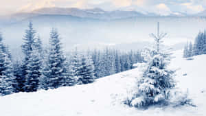 寧靜的冬季山林中積雪的松樹。 — 冬季風景 壁紙