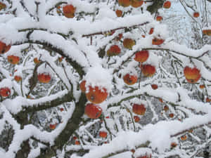 冬日裡，白雪覆蓋的樹枝上掛滿了鮮紅的蘋果。 — 冬季風景 壁紙