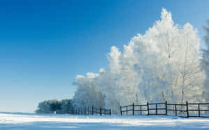 在清澈的藍天下，白雪覆蓋的冬季田野中的結霜樹木和柵欄。 — 冬季風景 壁紙