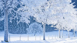藍天下雪地冬季森林中的霜樹和籬笆 — 冬季風景 壁紙