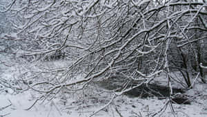 白雪覆蓋的樹枝框住了冬季森林中一條黑暗流淌的小溪。 — 寒冷 壁紙