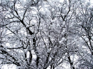 白雪覆蓋的樹枝映襯著蒼白的冬日天空 — 冬季 壁紙